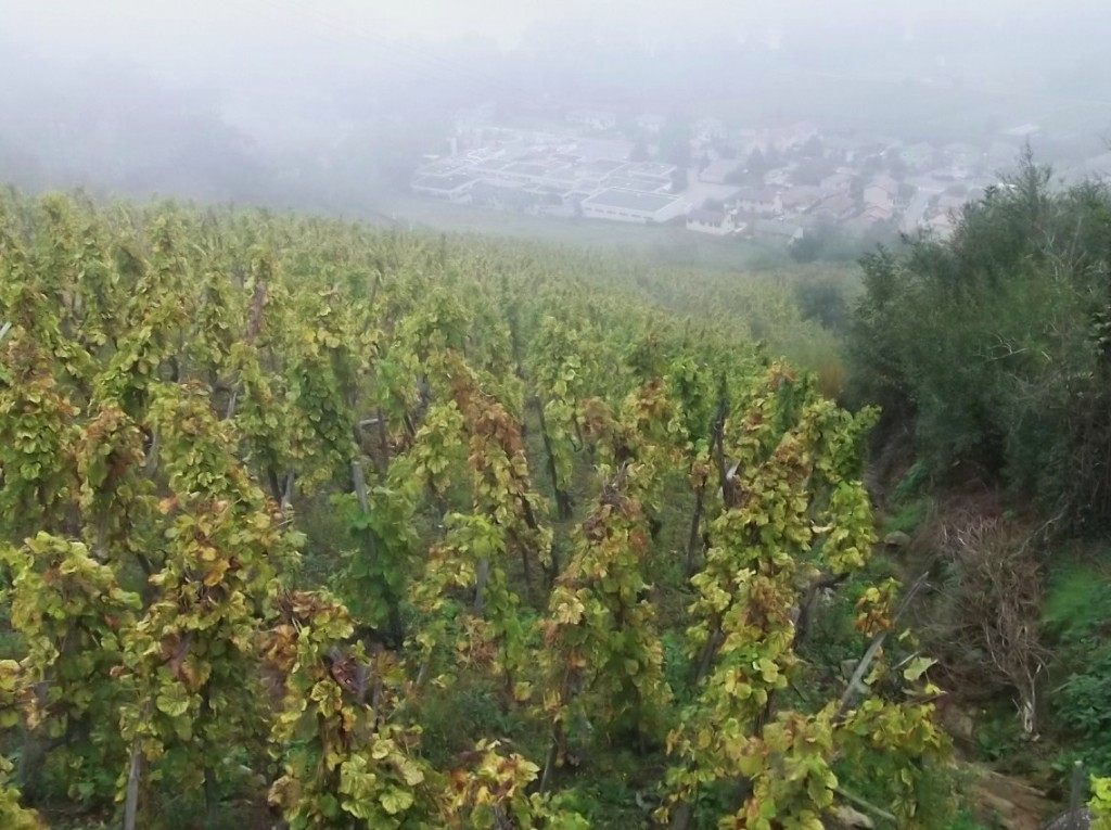 The top of Condrieu's Cote Chatillon vineyard on a misty day