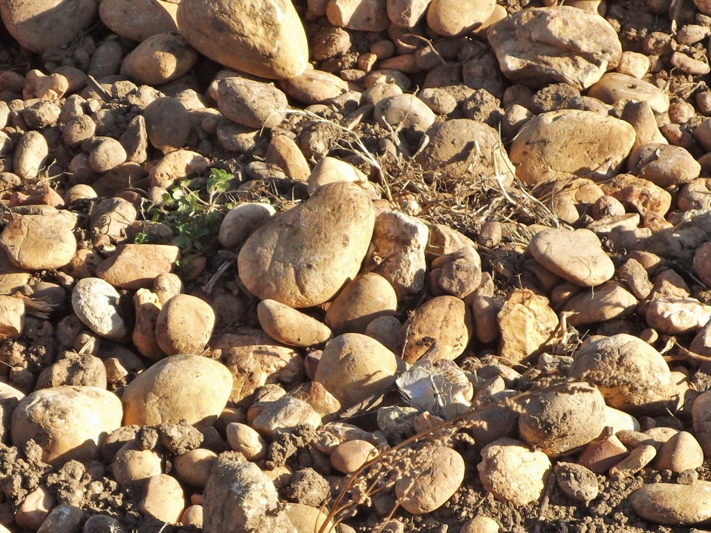 The stony vineyard soils of Chateauneuf-du-Pape.